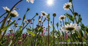 Wetter am Samstag (3.8.2024): Aktuelle Wettervorhersage und 3-Tage-Trend