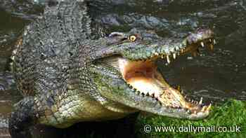 Crocodile attack in Cooktown, Queensland: Grim name of the river bend where attack occurred - as search enters third day