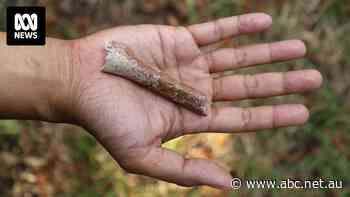 This tiny arm bone belonged to an ancient human who stood a metre tall