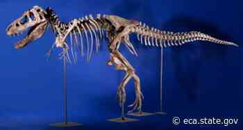 Cultural Antiquities Task Force Conducts Training Countering the Trafficking of Paleontological Resources