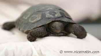 Naissance d'une tortue des Galapagos à Ajaccio, une première en France