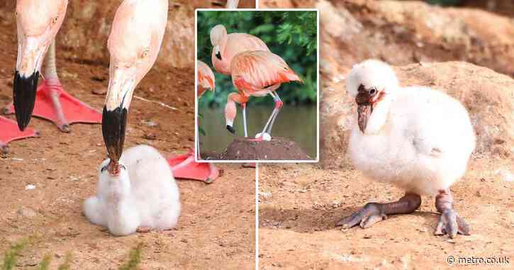 UK’s gay flamingo couple Curtis and Arthur adopt abandoned egg and hatch chick