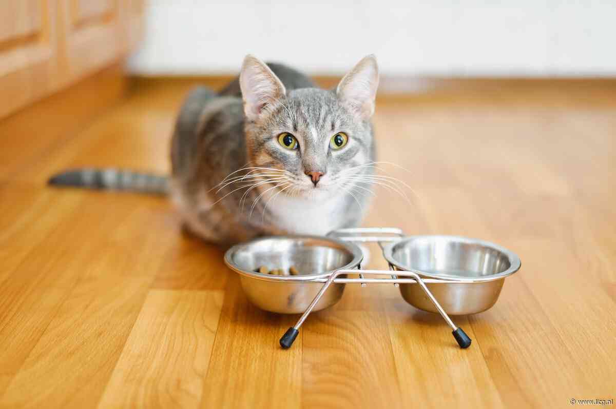 Testpanelleden gezocht voor testen honden- en kattenvoer thuis