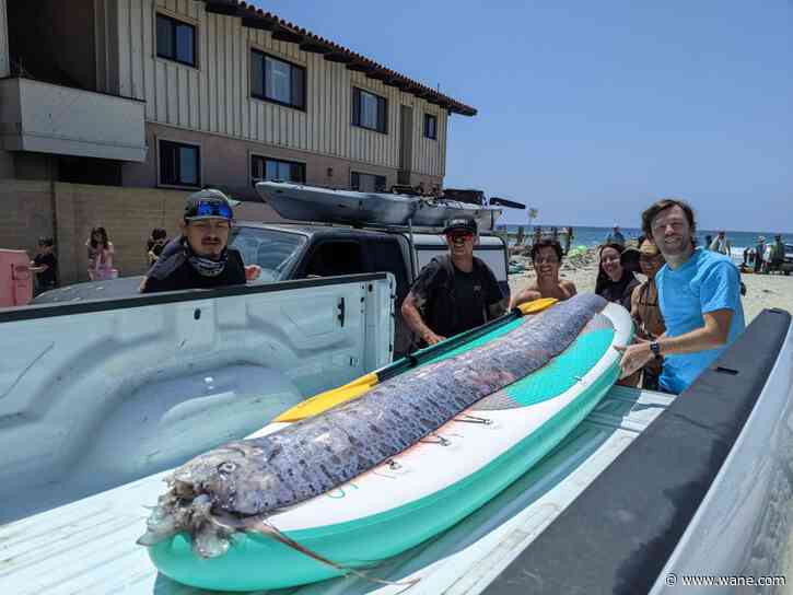 Rare sighting: 'Doomsday fish' found near Southern California shore