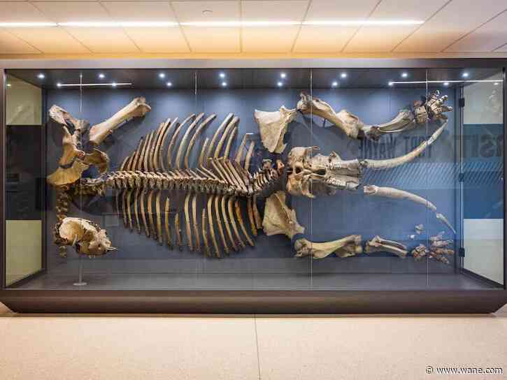 Discovered in 1968, mastodon bones finally have a permanent home at Purdue University Fort Wayne