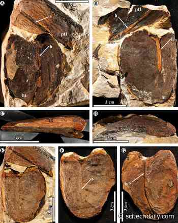 Giant Fossil Beans Unlock Secrets of Ancient Rainforests