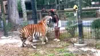 Insane moment woman jumps enclosure fence and taunts a TIGER before the beast brutally turns on her