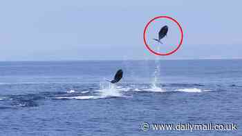 The Michael Jordan of the ocean! Mesmerizing video shows dolphin jump to astonishing heights off San Diego coast