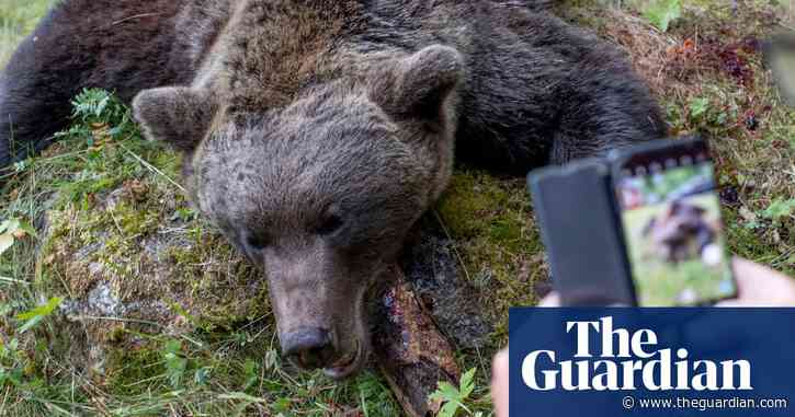 Swedish hunters kill more than 150 brown bears in first days of annual cull