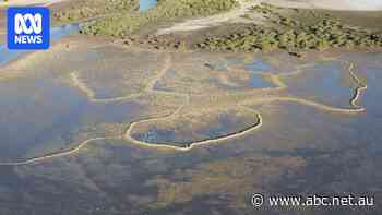 Calls to protect northern Australia's ancient stone wall fish traps from tourists, climate change