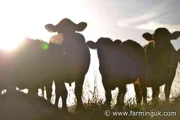 UK researchers awarded &#163;700,000 to measure cattle emissions