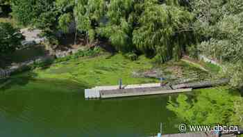 Another Hamilton beach closes due to toxic blue-green algae