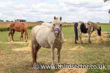 Equine welfare charity cuts one in 10 jobs to tackle £2.5m deficit