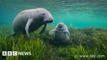 Manatee mummy and calf charm wildlife photo judges