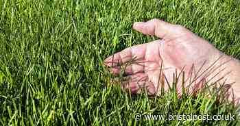 'Essential' kitchen scrap ingredient will make your lawn grow greener and thicker