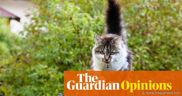 I sympathise with Lily Allen on untenable pets – I love my cats but I don’t see how I can keep them | Michele Theil