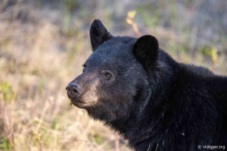 A new Vermont law prevents hunters from selling bear paws and organs