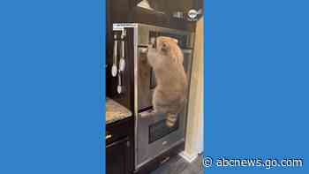 WATCH:  Pet raccoon takes a tumble in the kitchen