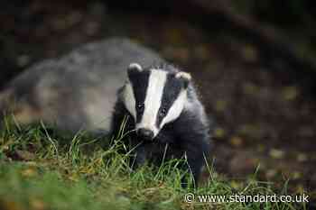 Government to end badger cull within five years in ‘watershed moment’