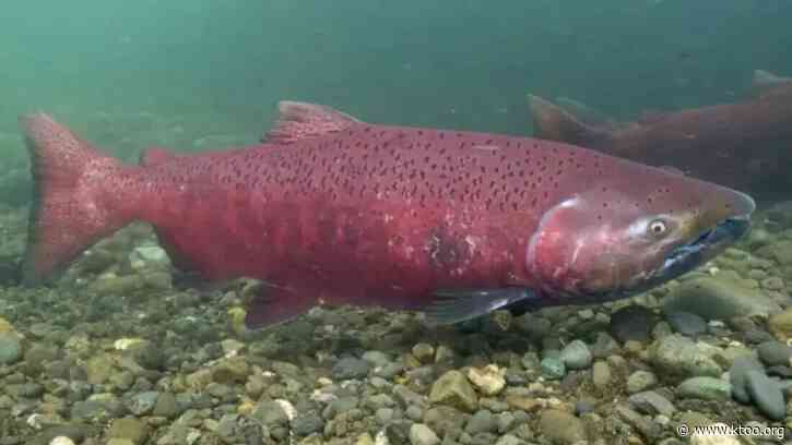 Southeast Alaska king salmon sport fishery is closed for month due to international treaty limits