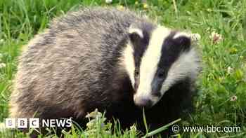 Badger culling to end in England within five years