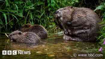 Baby boom prompts call to boost wild beaver population