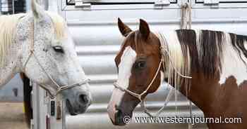 Dozens of Horses Fall Over Dead at Oklahoma Rodeo, Investigation Underway