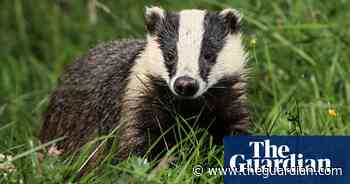 Badger culling to end in England by 2029, government says