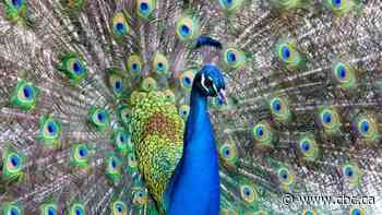 How the peacock became a mascot and 'unique' attraction in Souris, Man.