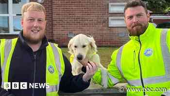 Meet the dog brightening up a weekly bin round