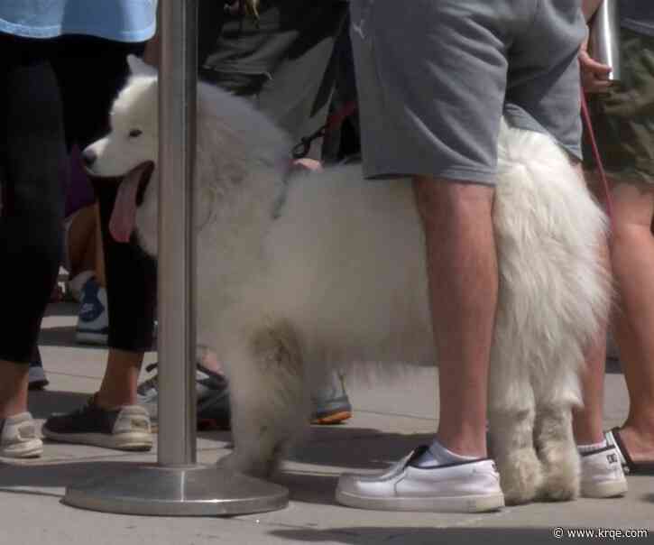 Dogs enjoy Isotopes Park for 'Bark in the Park' event