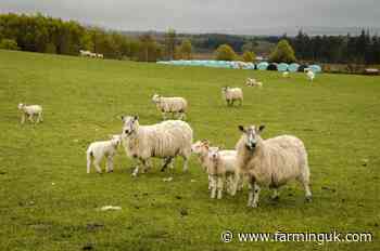 &#39;Lamb Bank&#39; back for 2024 with farmers urged to donate this autumn