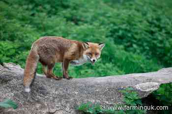 Foxes &#39;most likely culprit&#39; for lamb attacks on Scottish farms