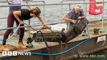 Royal Navy base hosts oyster reintroduction efforts