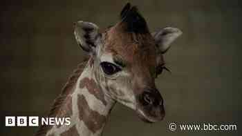 Zoo celebrates 'miracle' baby giraffe birth