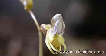 Britain's rarest plant spotted in Herefordshire for first time in 15 years