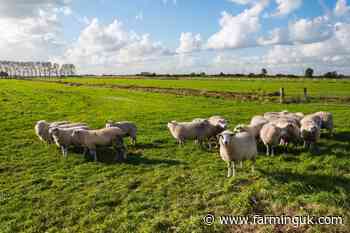 Bluetongue &#39;restricted zone&#39; extended to Essex amid uptick in cases