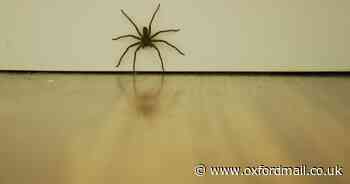 Here's why so many large spiders are scuttling into your house - and why they're big