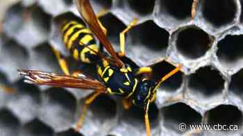 Feeling swarmed? Wasp experts explain what's with all the buzz this year