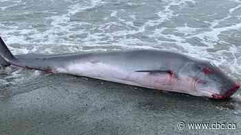 A rare pygmy sperm whale washes up on Newfoundland's shore and leaves its inky mark