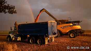 Many Alberta farmers found relief after staring down drought. But the story doesn't end there