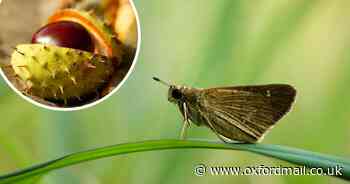 Can conkers keep moths away from your home?