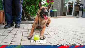 Where there's tennis balls, there's dogs! Four legged friends attend the US Open