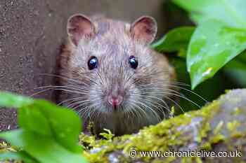 Expert outlines cheap and easy ways to keep rats away from your home without using chemicals