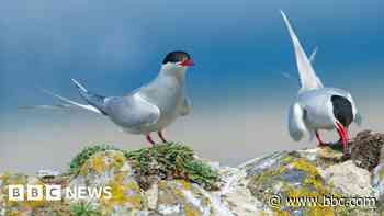 Five seabirds added to UK red list of most concern