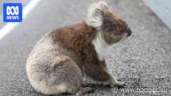 Thousands of hectares of koala habitat is cleared every year, including for renewable energy projects