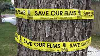 Dutch elm disease found in Edmonton for first time