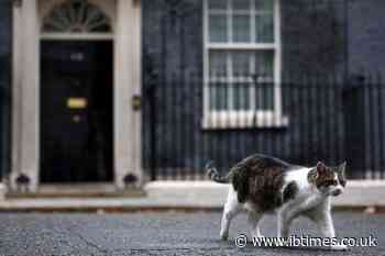 Larry The Downing Street Cat Gets 'Russian' Rival