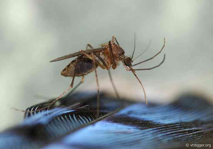 EEE has come to Vermont. Here’s what you need to know about this mosquito-based virus.