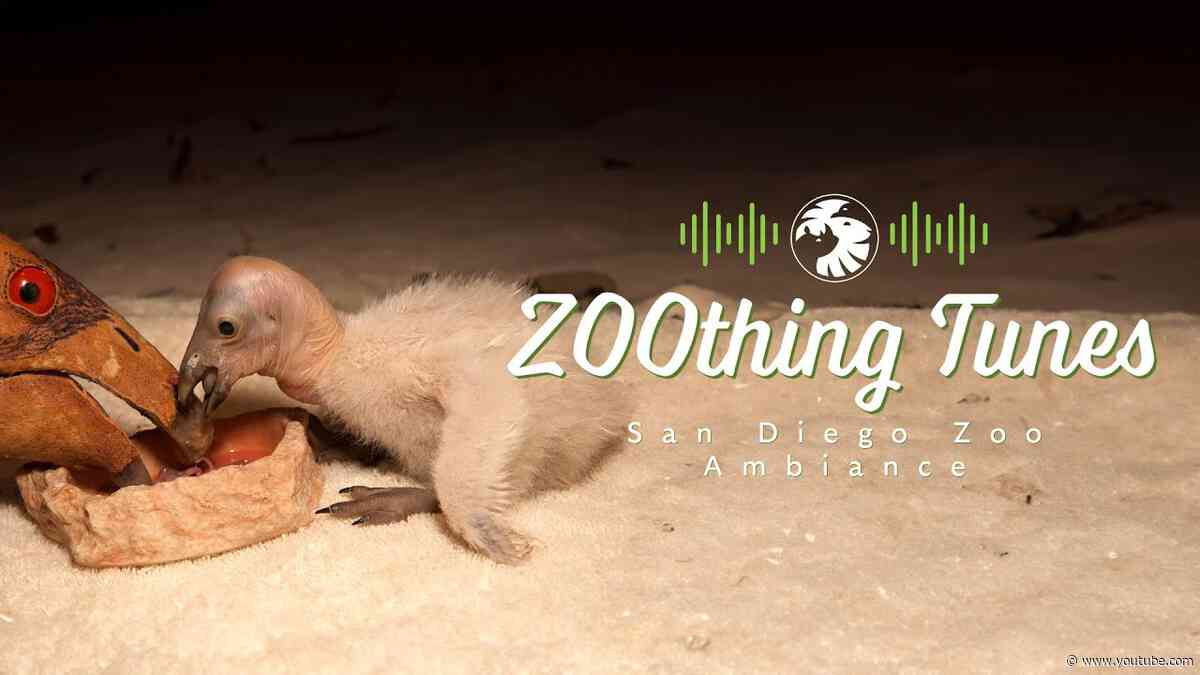 1 Hour of Condor Puppet Feeding Ambience for Relaxing/Studying | San Diego Zoo ZOOthing Tunes LoFi